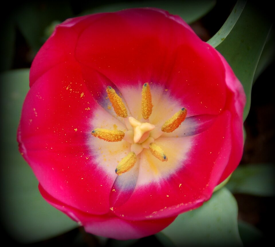 Red garden garden flowers