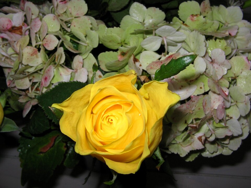 Nature close up rose bloom