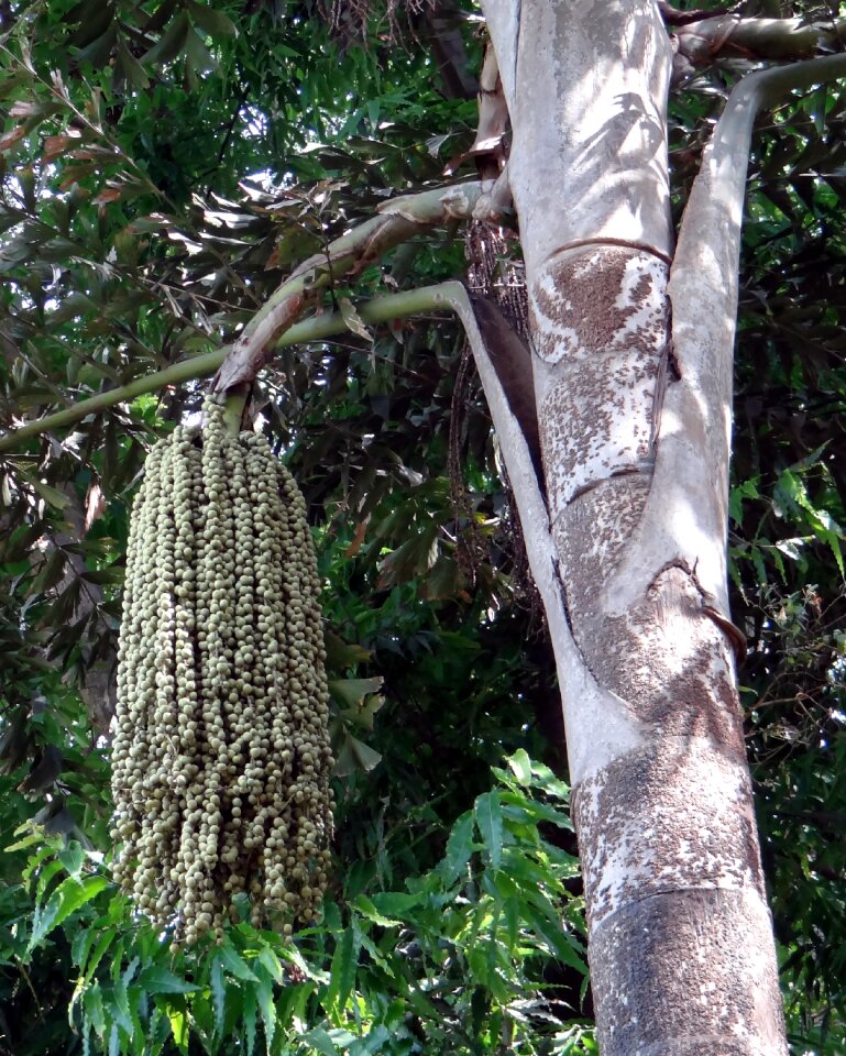 Wine palm caryota urens arecaceae