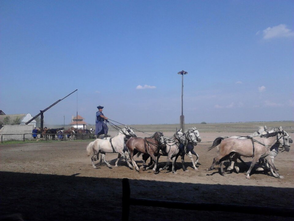 Hungary great plains horse show