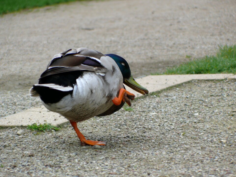 Duck ducks animal