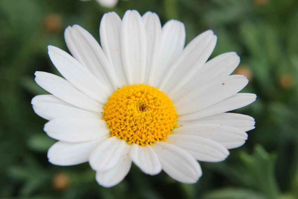 Asteraceae flower spring