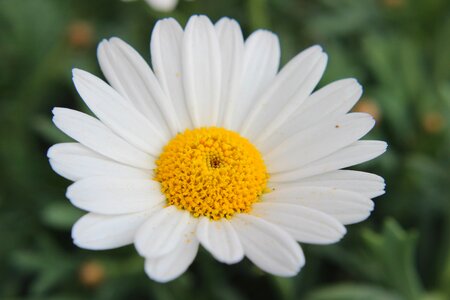 Asteraceae flower spring photo