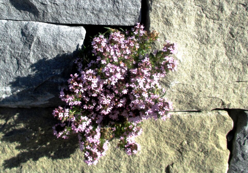 Blue pillow aubrieta x lactiflora amriswil
