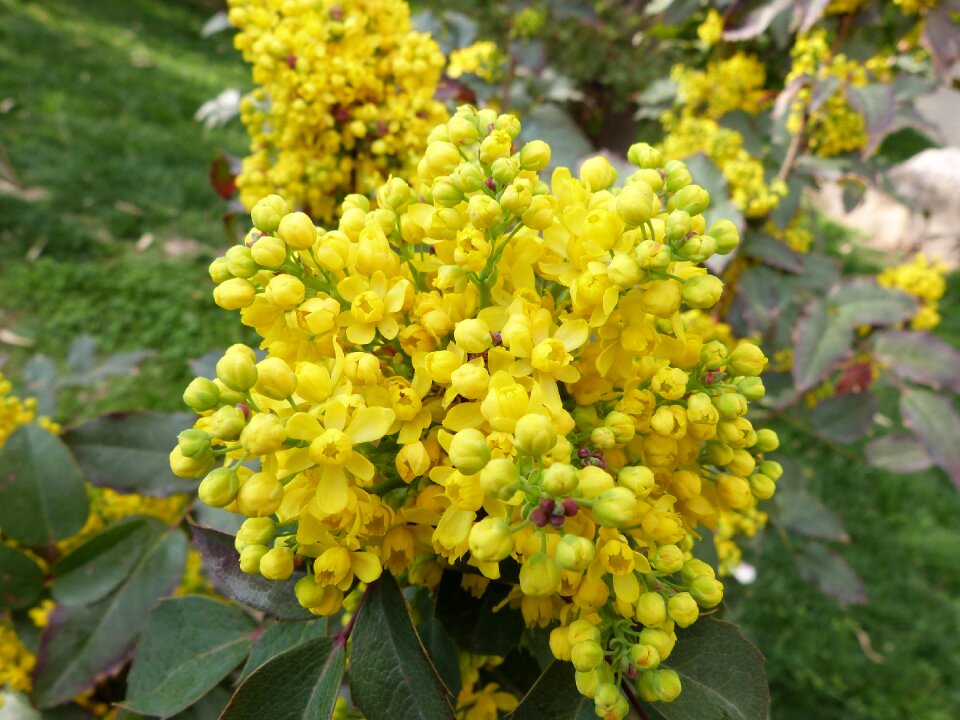 Bright nature yellow flowers
