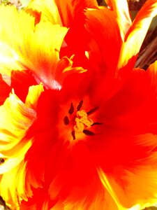 Bloom green party