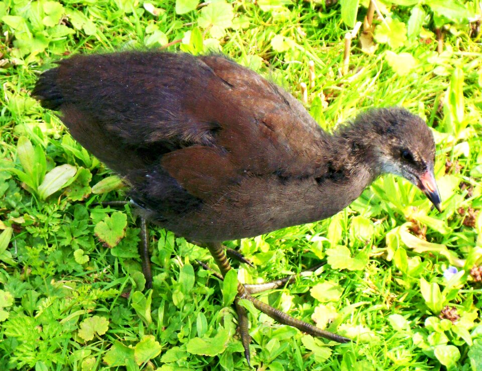 Chick fresh water bird beak