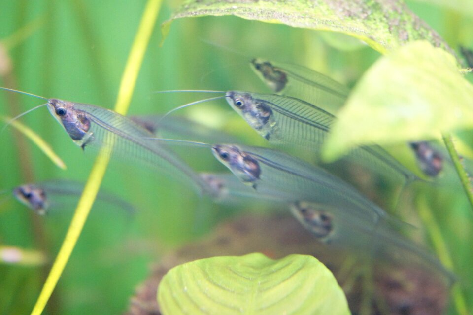 Transparent fish swarm photo