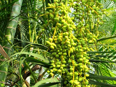 Dates shimoga india