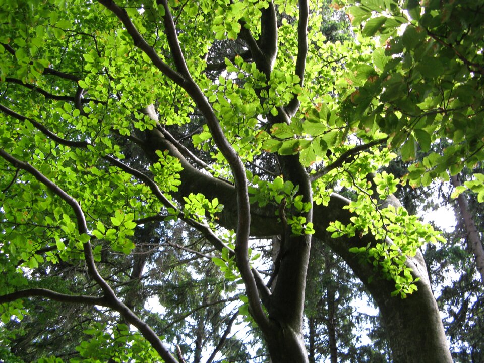 Green aesthetic summer