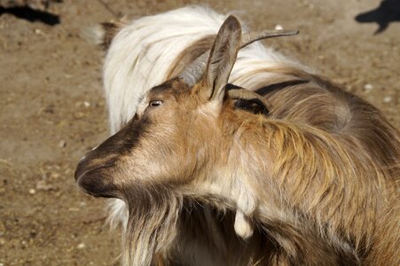 Horns fur scratching themselves