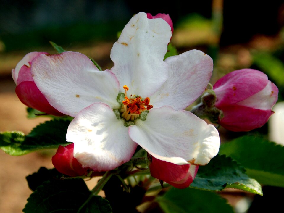 Bud blossom bloom photo