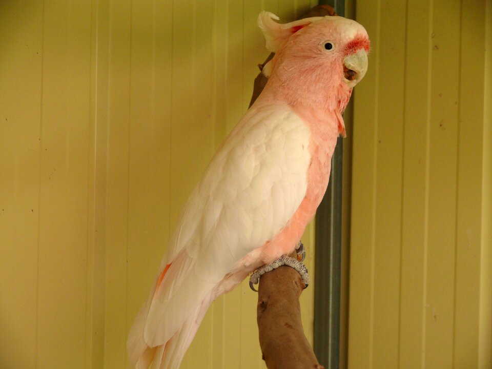 Bird galah pink