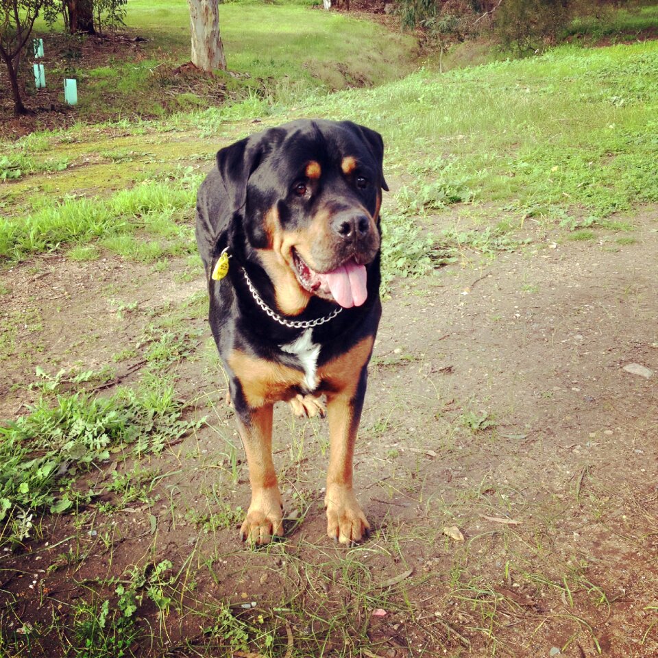 Canine breed dog walking