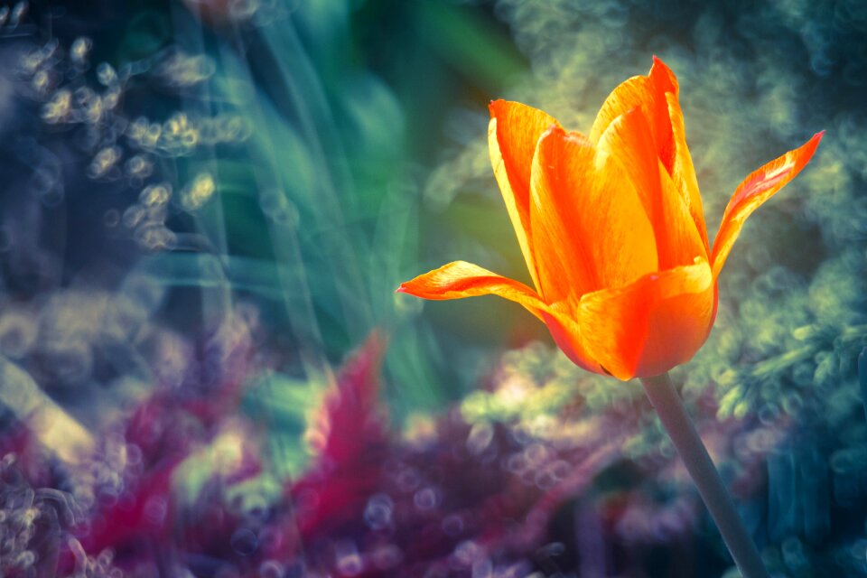 The beauty of nature orange spring