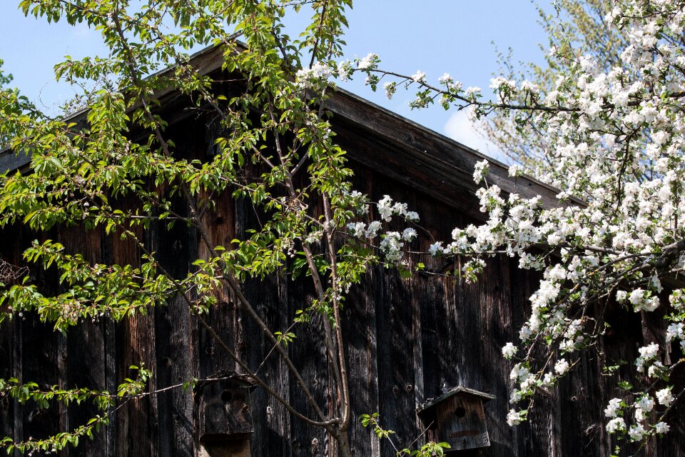 Wood weathered flowers