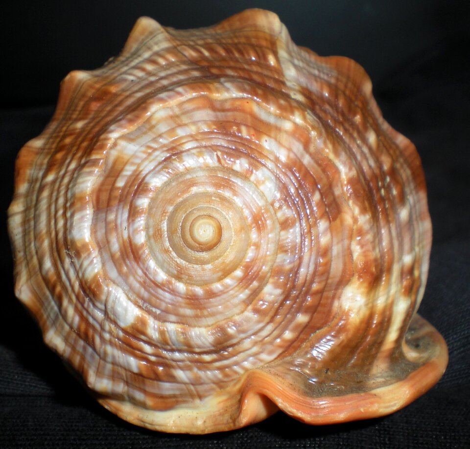 Shell nature beauty