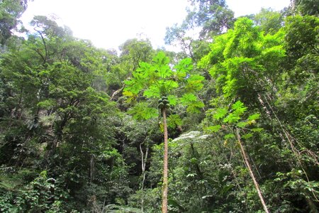 Peru jungle tarapoto photo