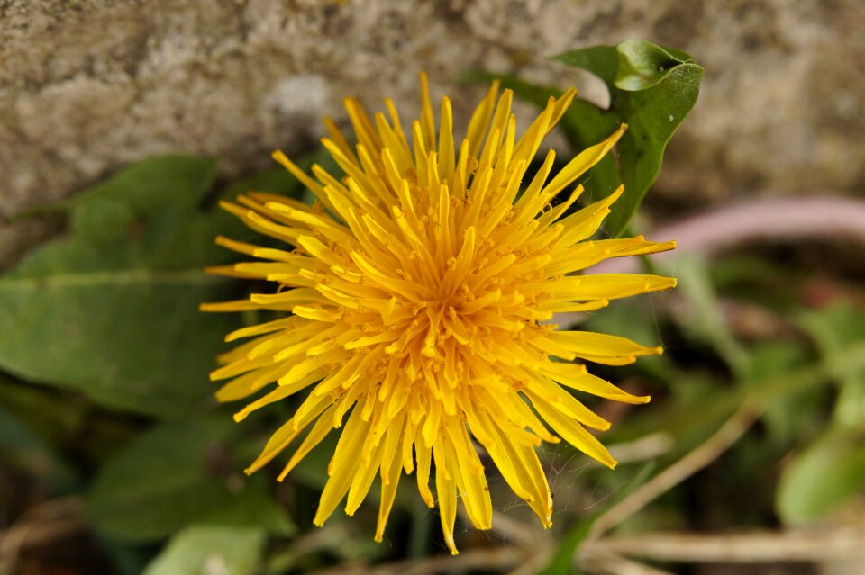 Pointed flower yellow summer