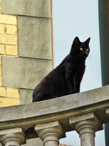 Black cat domestic cat animal world