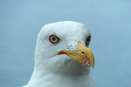 Seagull bird animal photo