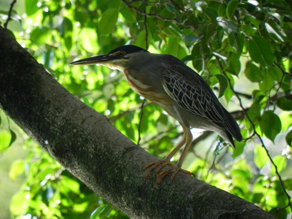 Kingfisher animal ave