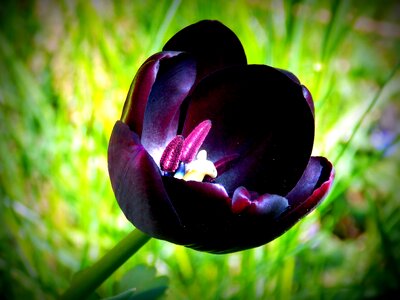 Purple garden garden flowers