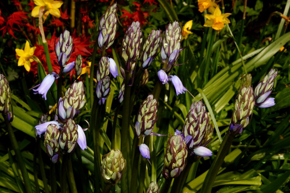 Wild flowers color close up photo