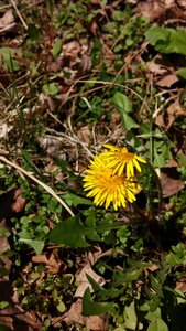 Dandelion nature plants