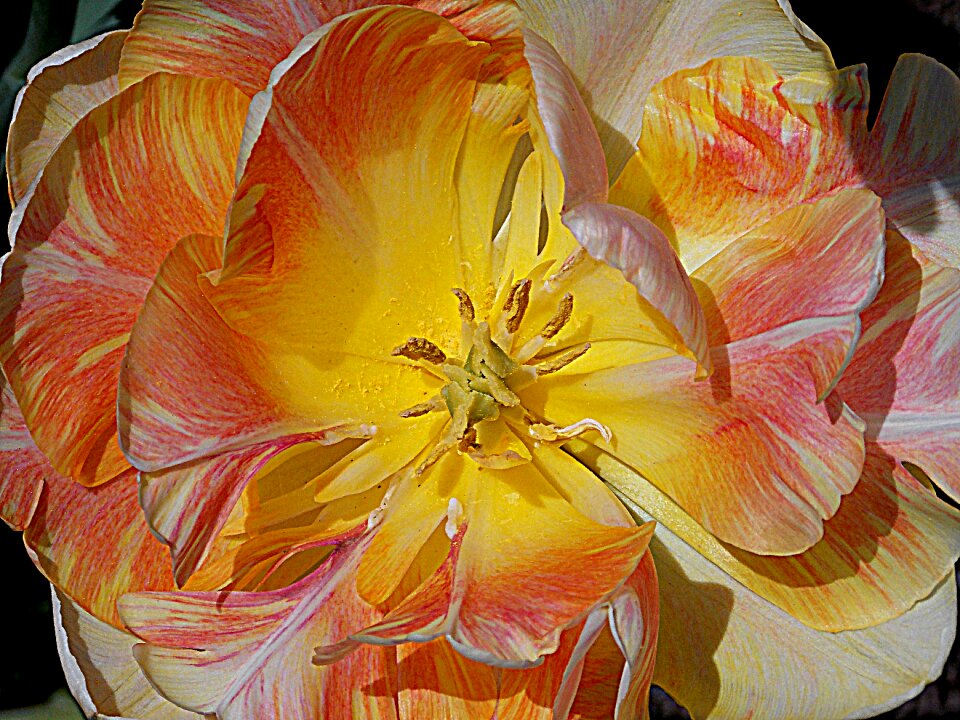 Garden garden flowers blossomed