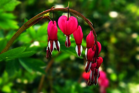 Blossom bloom colorful