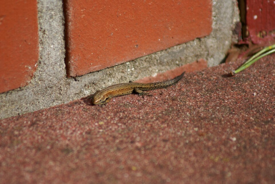 Lizard nature reptile