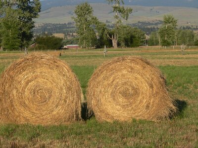 Scene natural haystacks photo