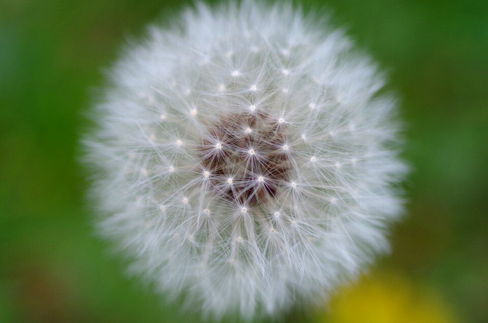 Roadside pointed flower summer