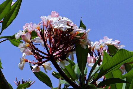 Blossom tropical karnataka