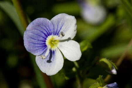 Small white blue photo