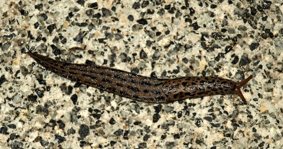 Slug slowly disguised