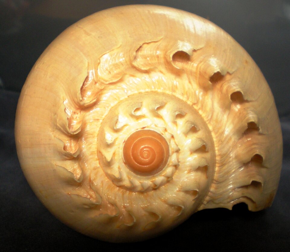 Shell spiral creature