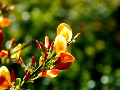 Spring nature garden