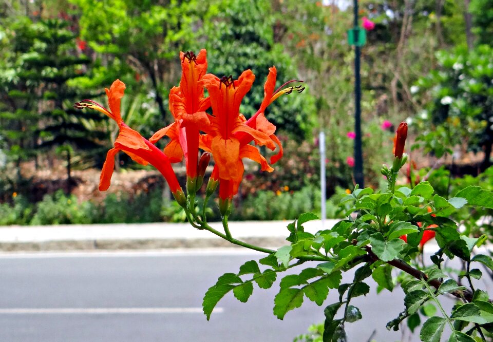 Bignonia capensis flower red