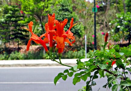 Bignonia capensis flower red