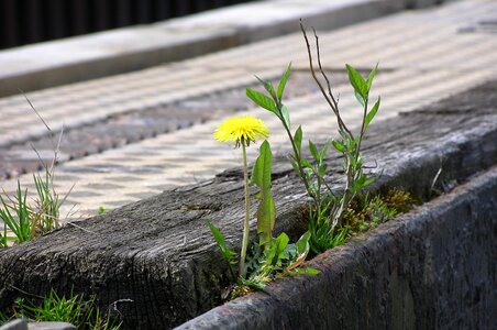 Grow strength resistance