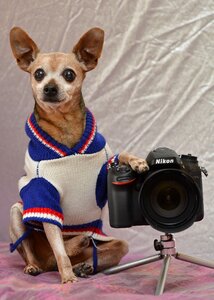 Dog photographer pet