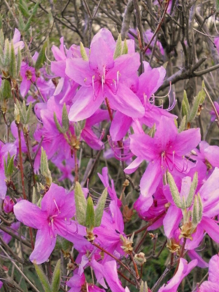 Ericaceae spring flowers pink flower