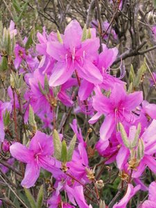 Ericaceae spring flowers pink flower