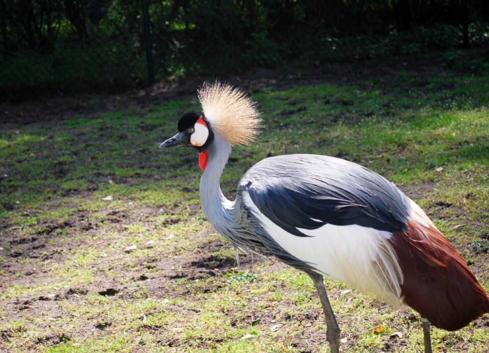 Exotic animal feather