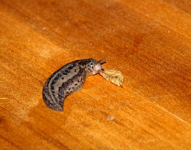 Slowly slug eat