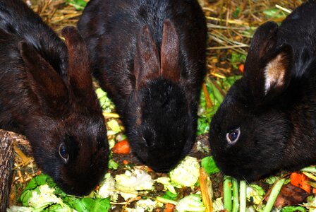 Coney cony farm animal photo