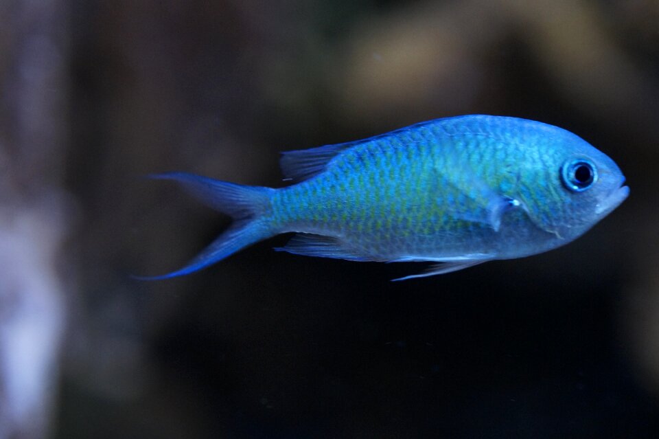 Blue swarm of fish underwater