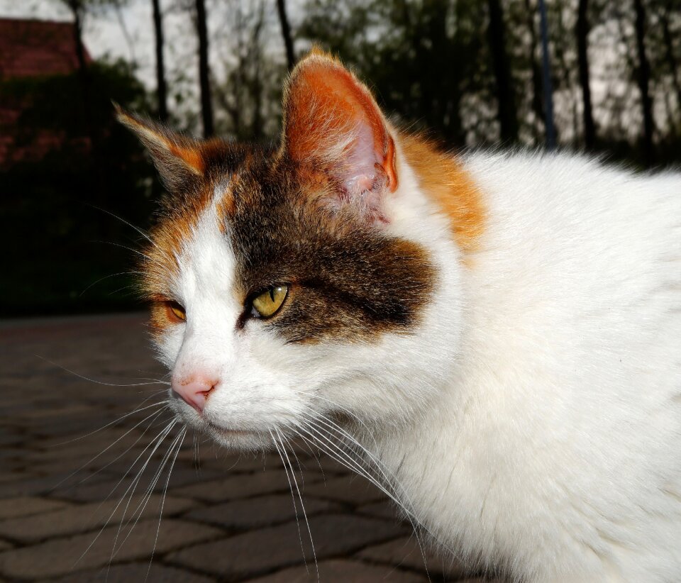 Mouse hunter portrait close up